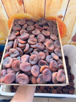 GÜNKURUSU KAYISI (JUMBO BOY)
