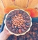 HEDİYELİK KAYISI SEPETİ (500 GR)